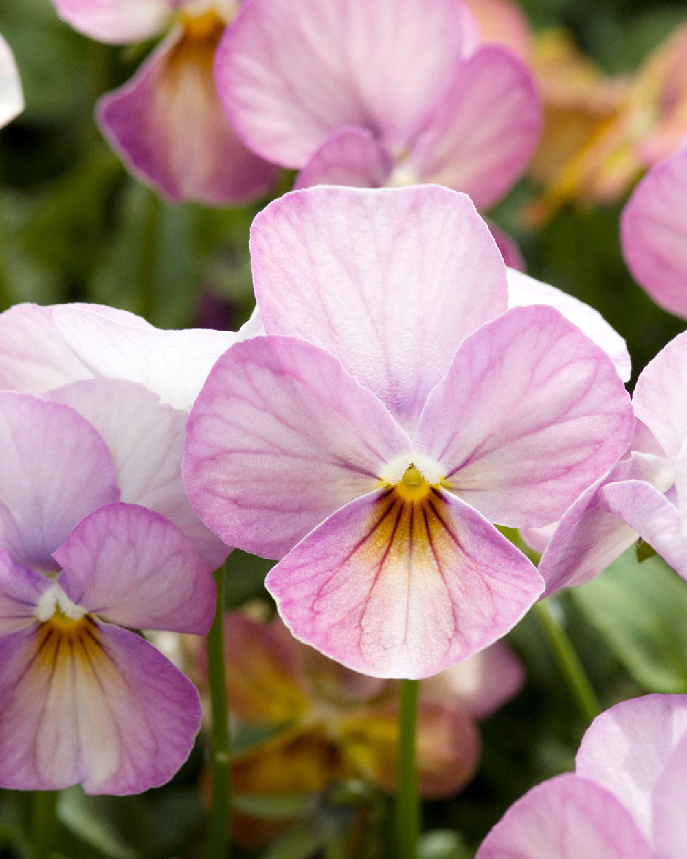 Gem Pink Antique Viola Seeds