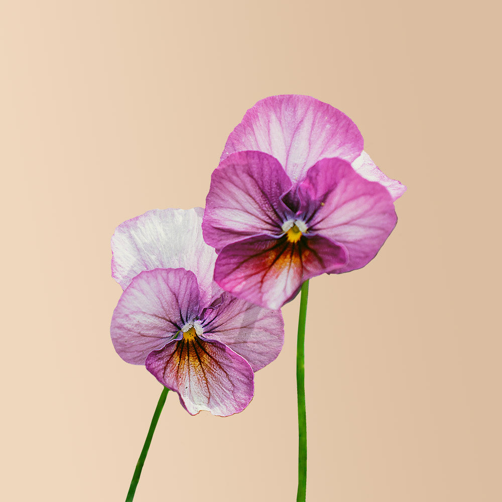 Gem Pink Antique Viola Seeds