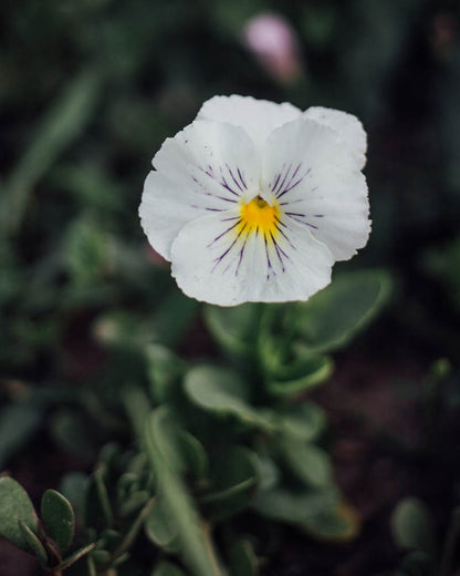 Cats White Viola Seeds