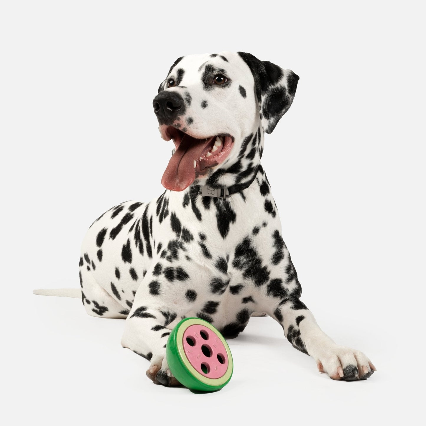 Watermelon Dog Toy