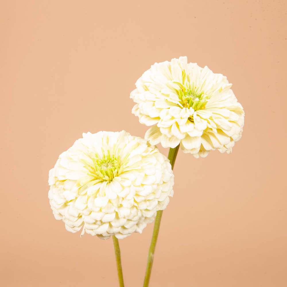 Benarys Giant White Zinnia Seeds