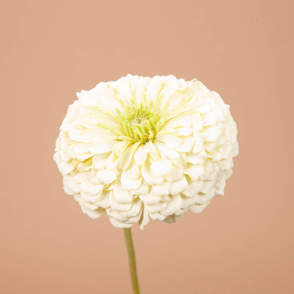 Benarys Giant White Zinnia Seeds