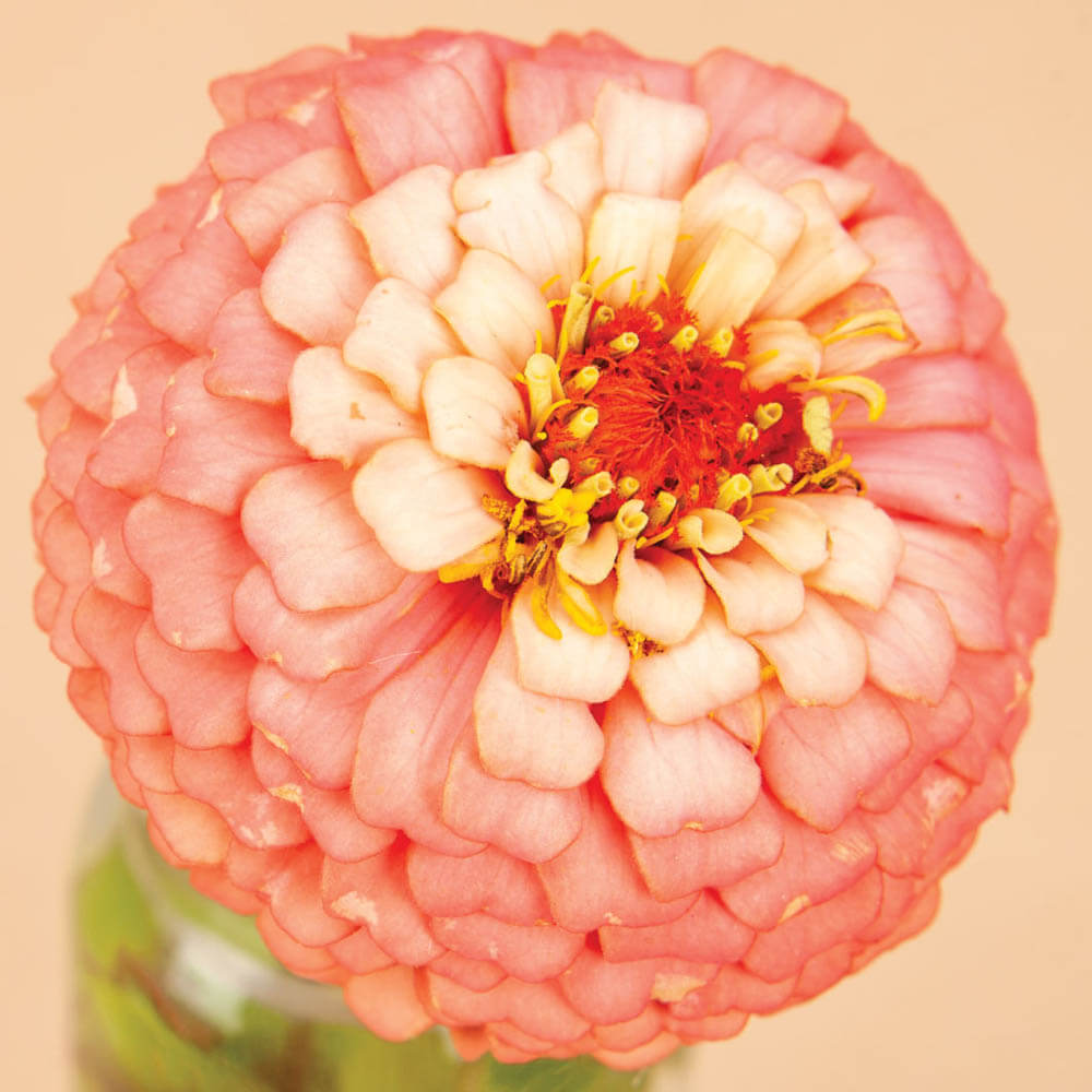 Oklahoma Salmon Zinnia Seeds