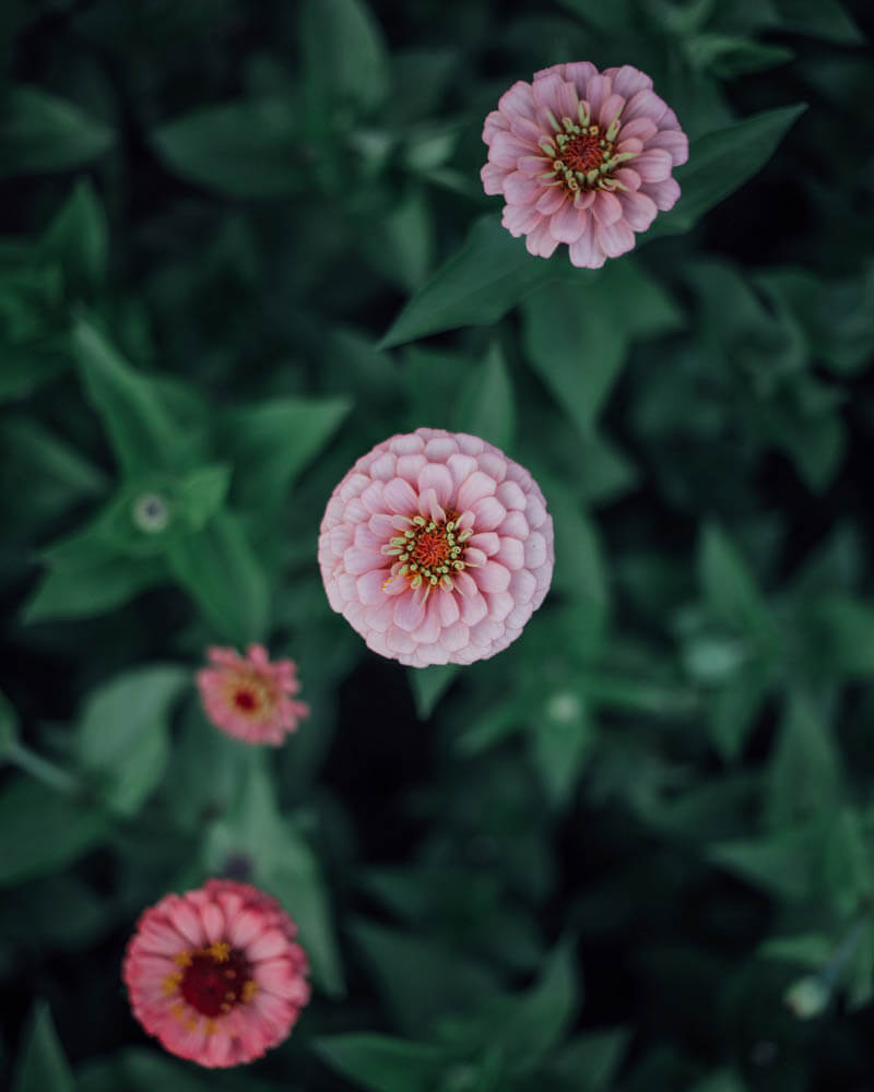 Oklahoma Salmon Zinnia Seeds