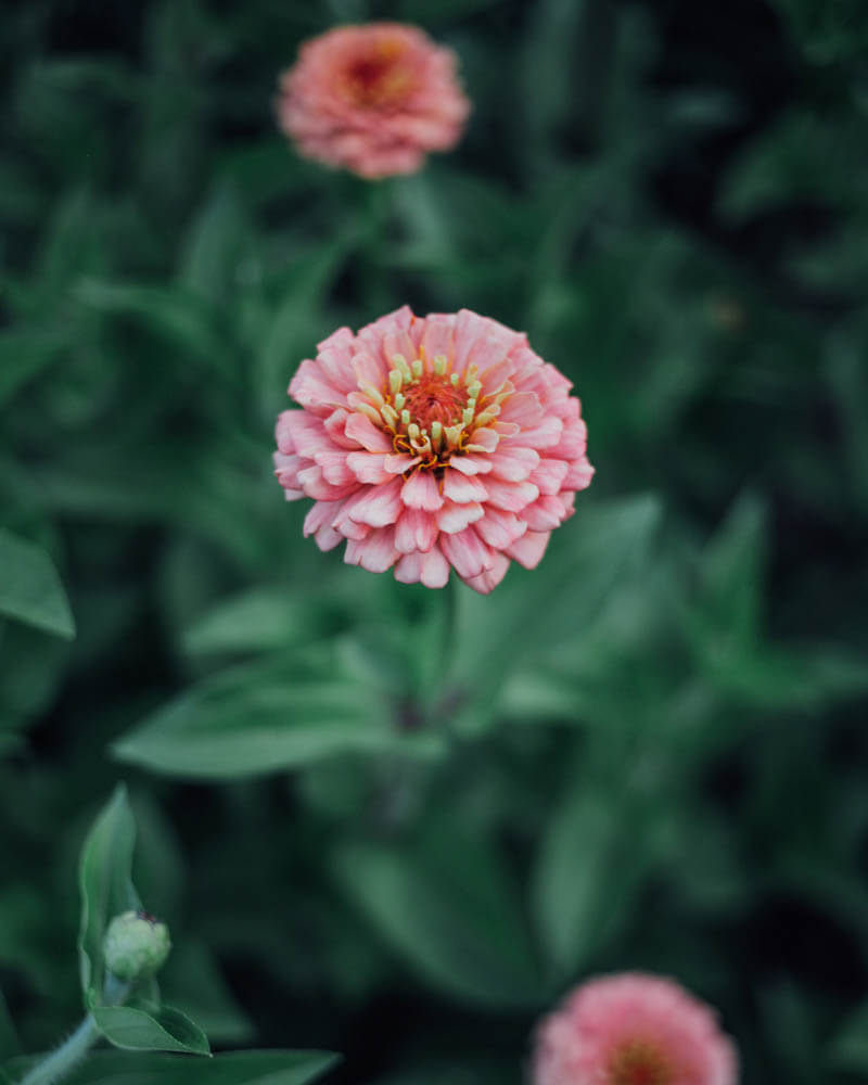 Oklahoma Salmon Zinnia Seeds