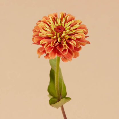 Queen Lime Orange Zinnia Seeds