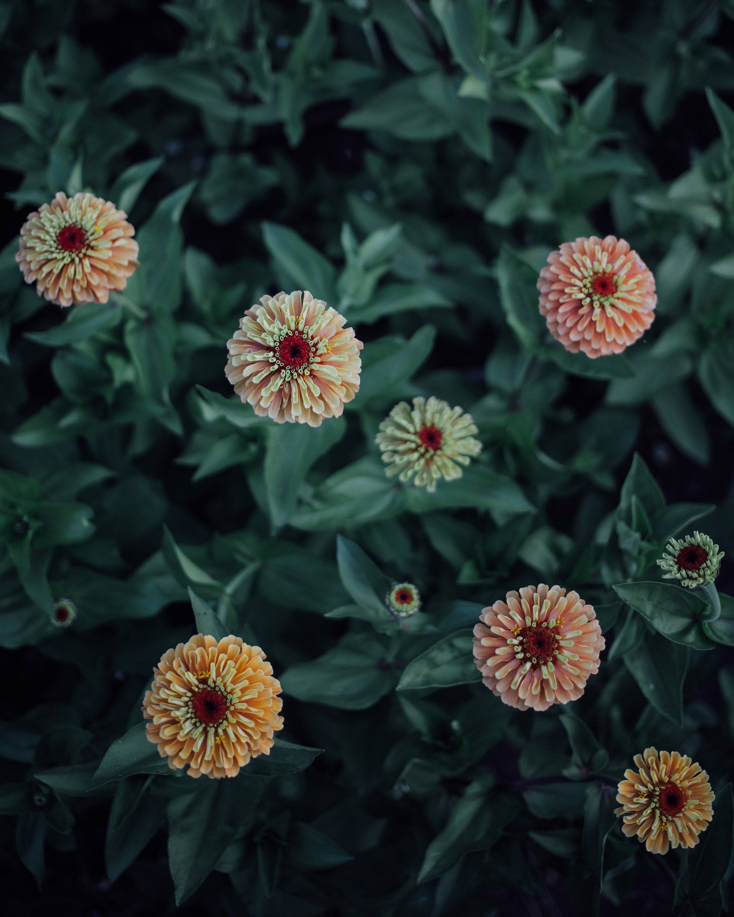 Zinnia Mix Seed Bundle