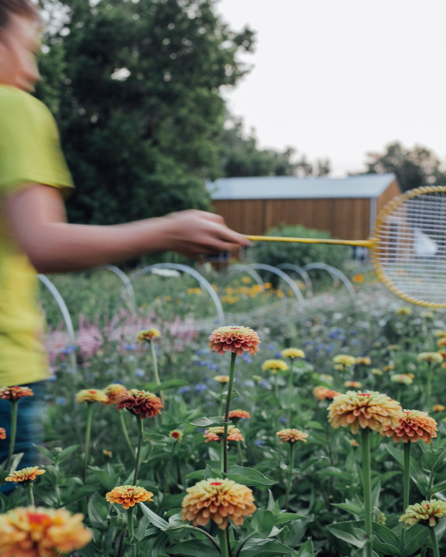 Queen Lime Orange Zinnia Seeds