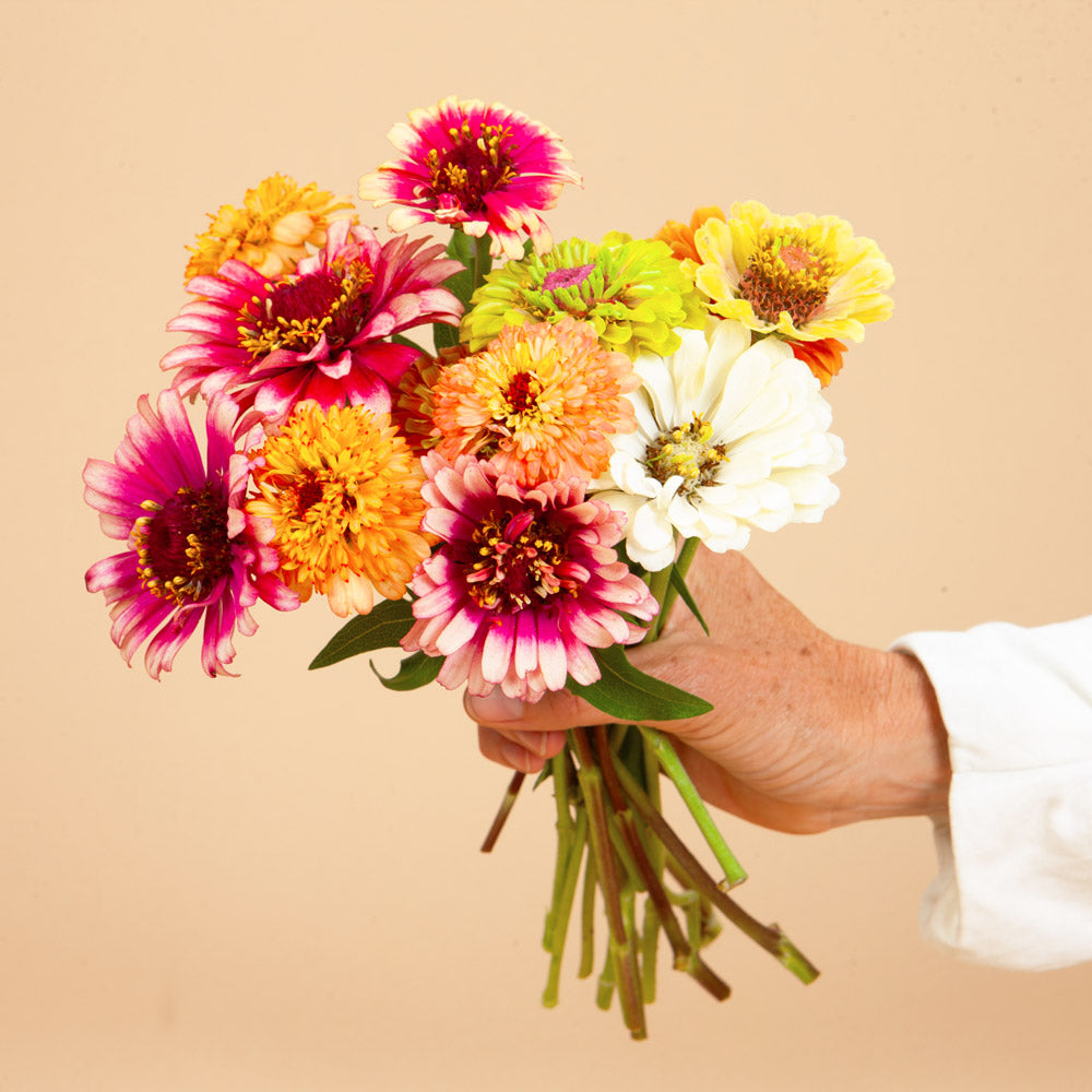 Zinnia Mix Seed Bundle