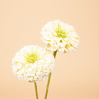 Zinnia Mix Seed Bundle