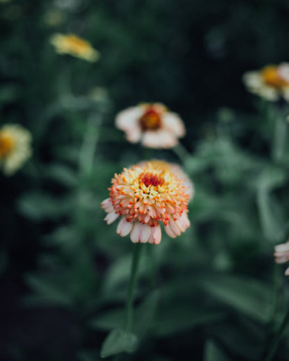 Zinnia Mix Seed Bundle